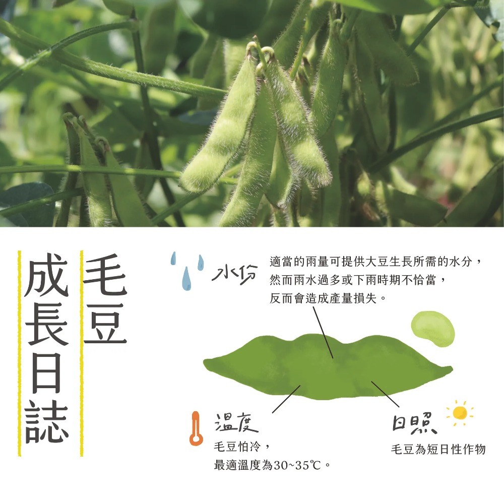 【台南新市區農會】芋香茶豆莢x5包(300g/包)-細節圖2