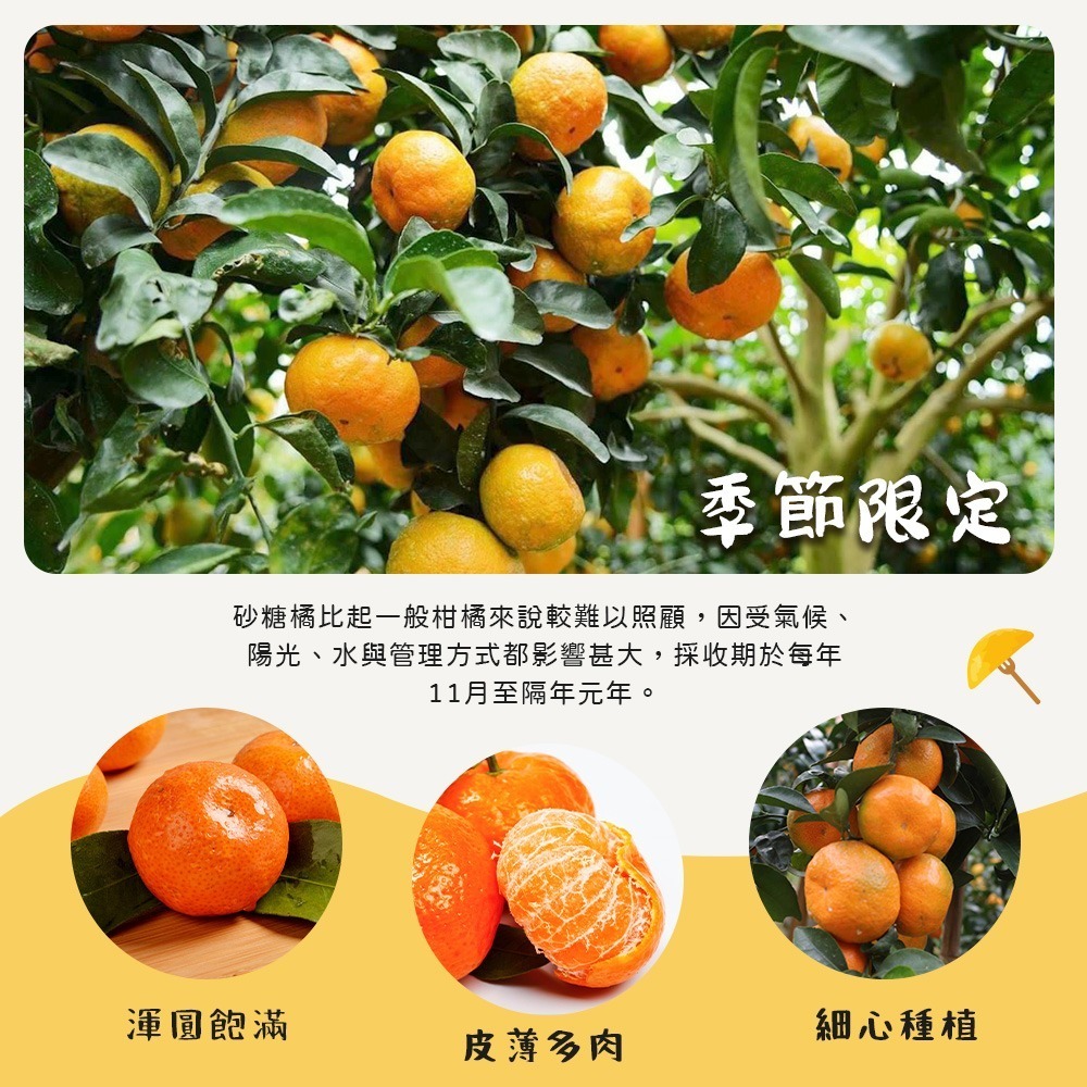 【禾鴻】南投國姓正宗砂糖橘5斤/盒(小果)-細節圖3