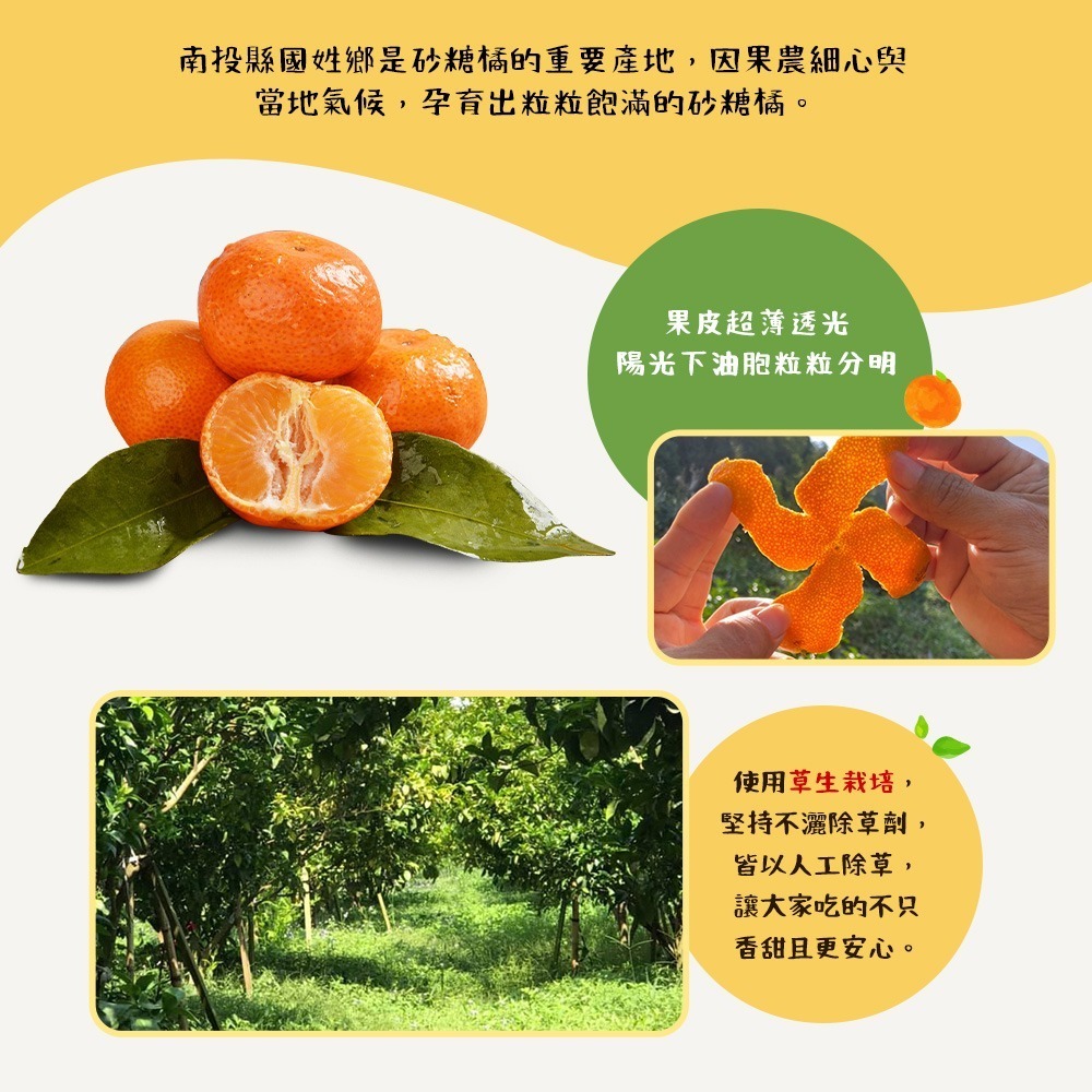 【禾鴻】南投國姓正宗砂糖橘5斤/盒(小果)-細節圖4