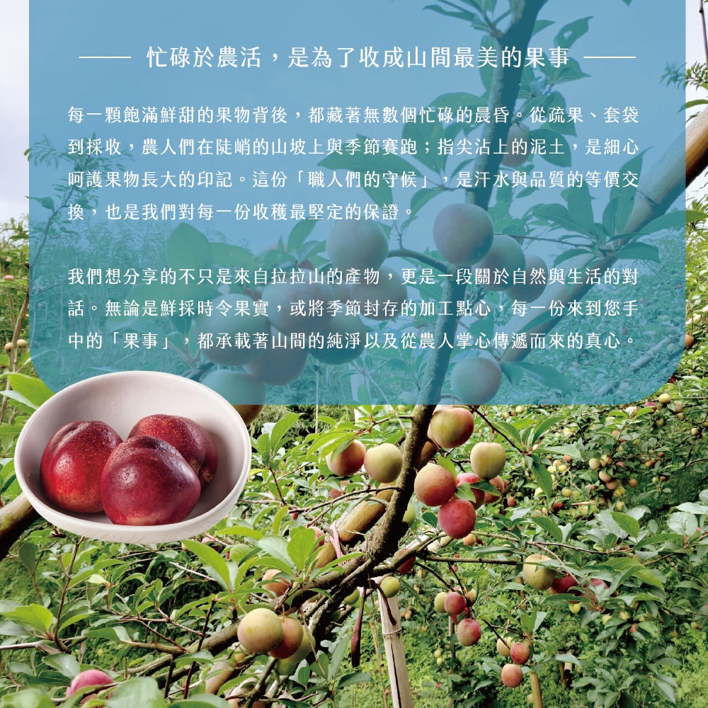 【拉拉山間果事】拉拉山蜜李禮盒(淨重3斤/盒)-細節圖3