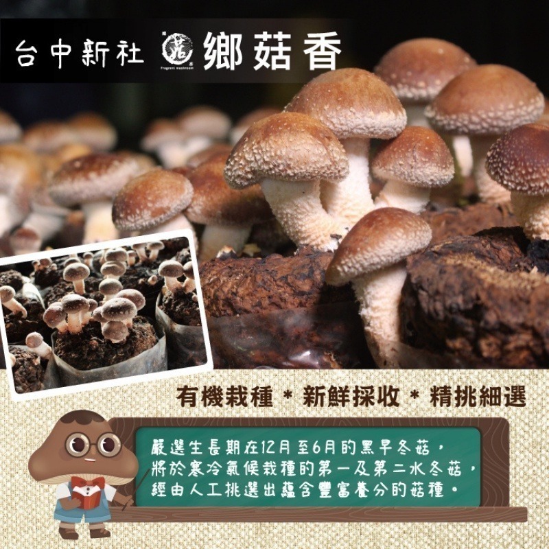 【鄉菇香 親好屋】台灣有機香菇 厚實小菇 60克/120克/240克 有機冬菇 台中新社 肉質肥厚如鮑魚 呂健旭 乾香菇-細節圖6