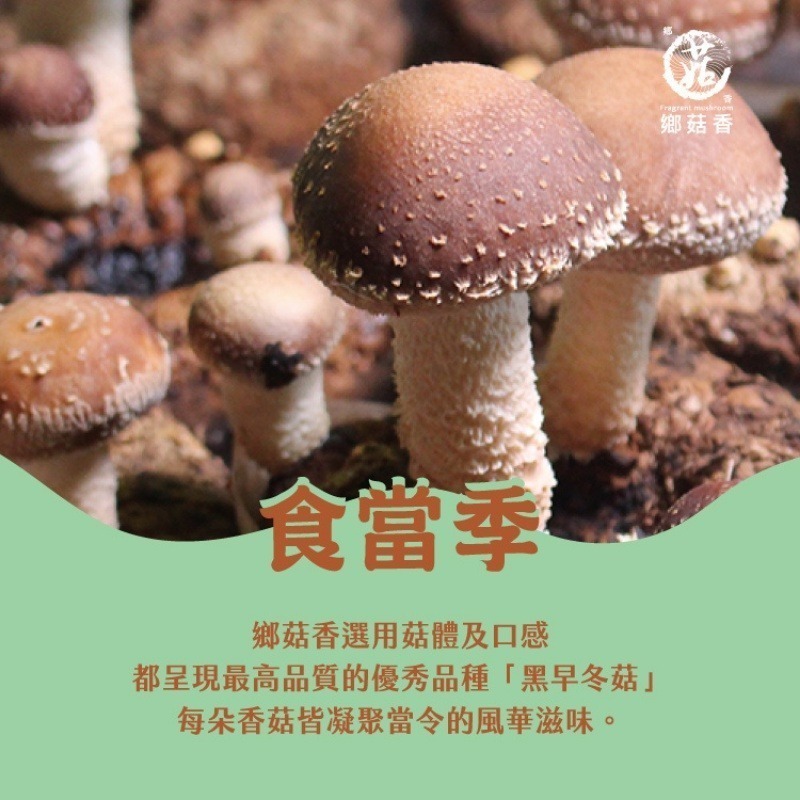 【鄉菇香 親好屋】有機鈕扣菇 台灣在地頂級香菇 300克大包裝 Q彈多汁 料理必備 台中新社 呂健旭 有機冬菇 年節送禮-細節圖5