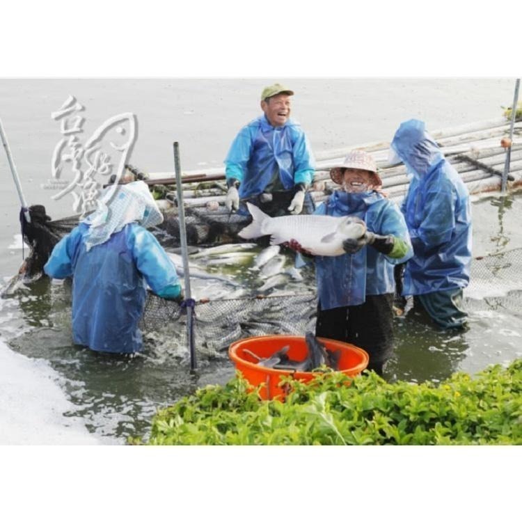 【台灣好漁】卡啦鮮脆鯛魚塊 (250g±10%/包)-細節圖4