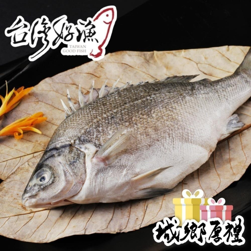【台灣好漁】貴妃魚 國寶魚 澳洲銀鱸 國宴指定(400g/尾)