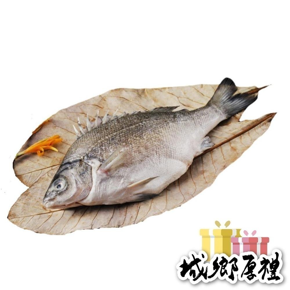 【台灣好漁】貴妃魚 國寶魚 澳洲銀鱸 國宴指定(400g/尾) 效期2024/12/01-細節圖2