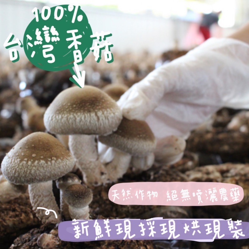 【好因蕈】◐自產自銷/南投魚池◑《湖畔秘境乾香菇》500g-細節圖2