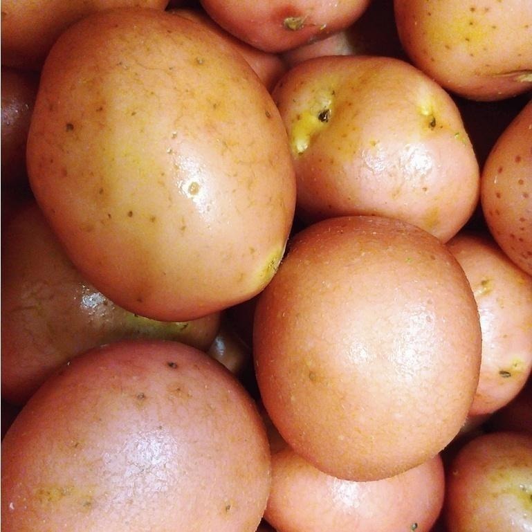 【全館999免運】大叔嚴選~澳洲彩色小馬鈴薯(特) 約600克±10%-細節圖3