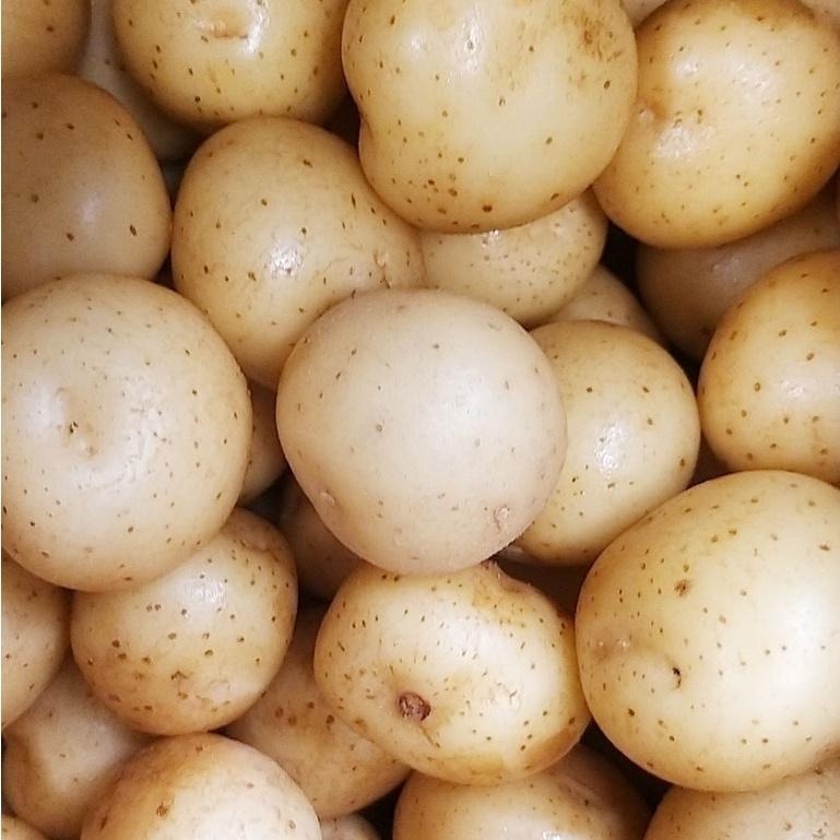 【全館999免運】大叔嚴選~澳洲彩色小馬鈴薯(特) 約600克±10%-細節圖2
