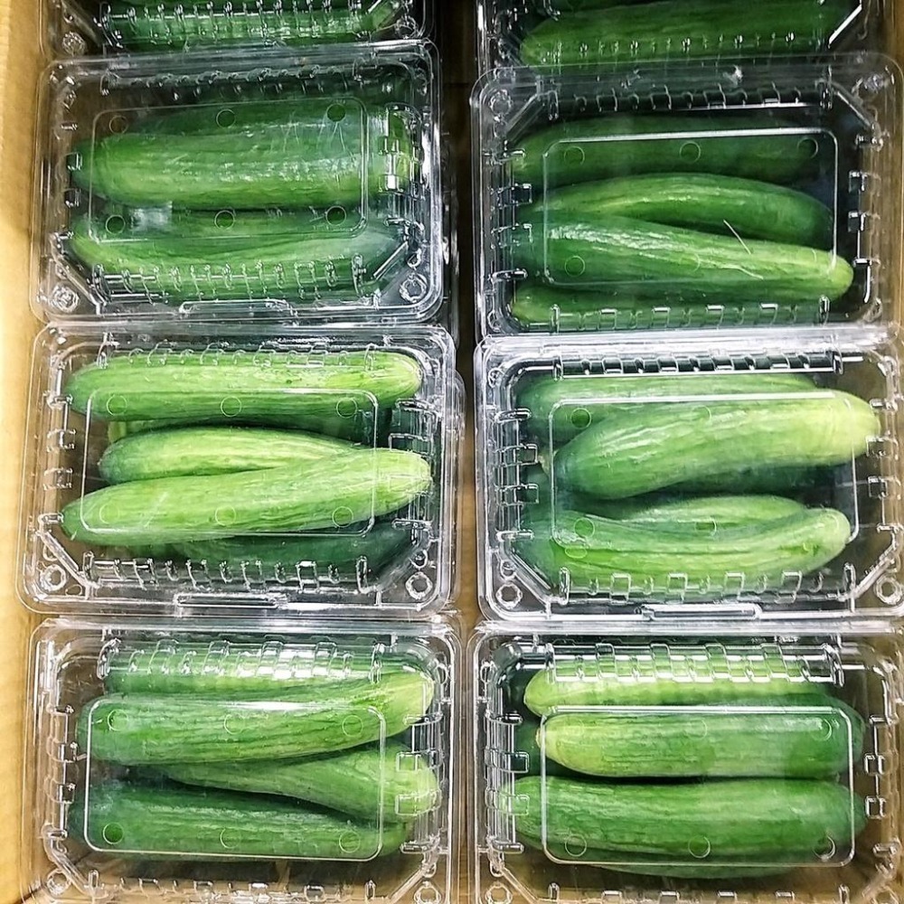 【全館999免運】大叔嚴選~水果小黃瓜 約600克±10%-細節圖3