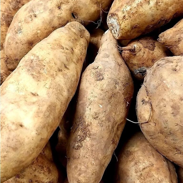 【全館999免運】大叔嚴選~台農57地瓜 約600克±10%-細節圖2