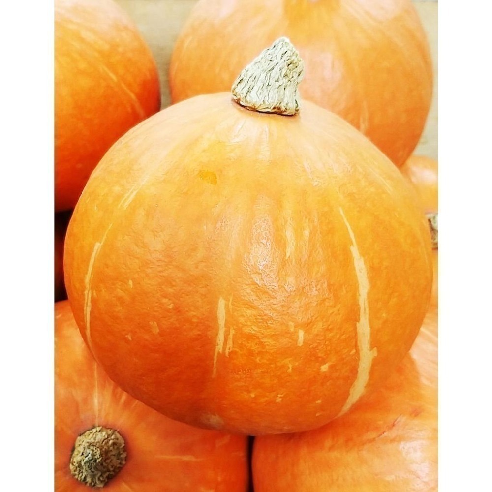 【全館999免運】大叔嚴選~東昇南瓜 約1500克±10%-細節圖2