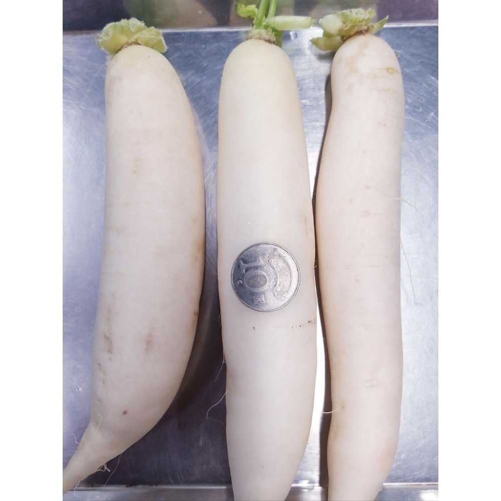 【全館999免運】大叔嚴選~白玉蘿蔔 約600克±10%-細節圖3