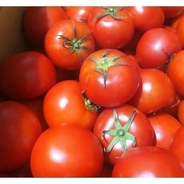 【全館999免運】大叔嚴選~全紅牛番茄-細節圖2