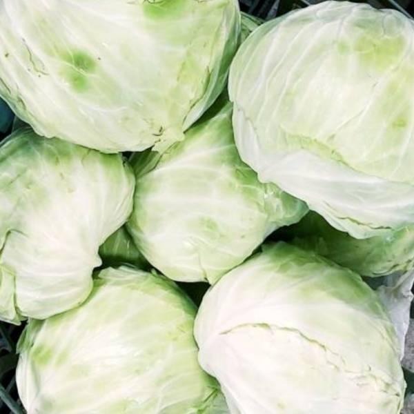 【全館999免運】大叔嚴選~高麗菜(優) 約1200-1800克±10%-細節圖2