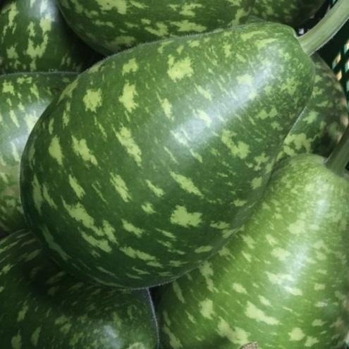 【全館999免運】大叔嚴選~蒲瓜 1顆/約1200克±10%-細節圖2