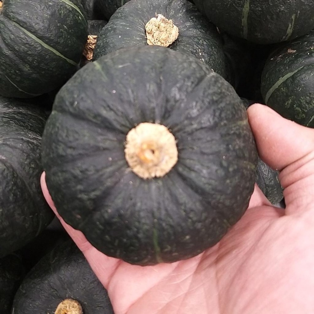 【全館999免運】大叔嚴選~小黑栗子南瓜(特) (約1-2顆)約600克±10%-細節圖2