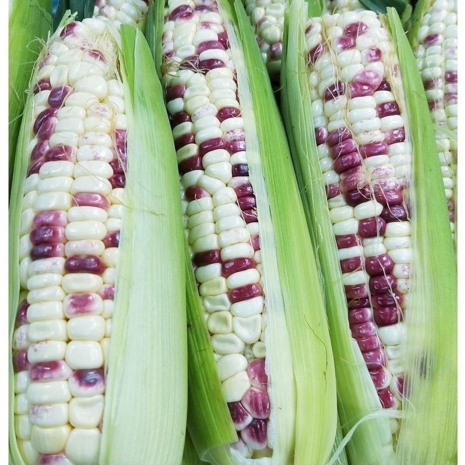 【全館999免運】大叔嚴選~彩虹玉米 1根 約250克±10%-細節圖2