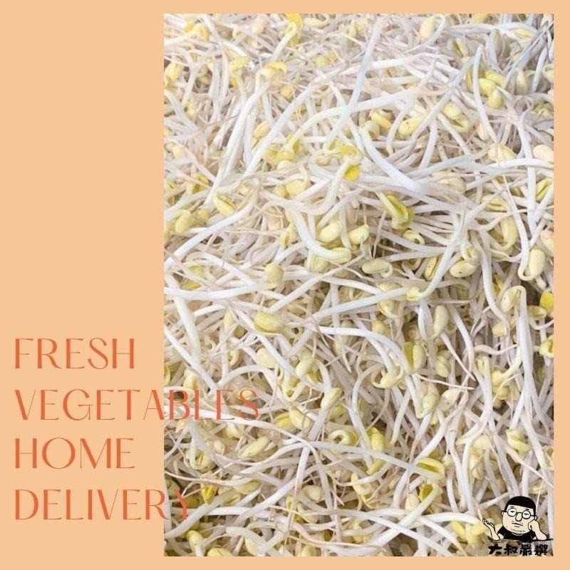 【全館999免運】大叔嚴選~黃豆芽 600克±10%-細節圖2