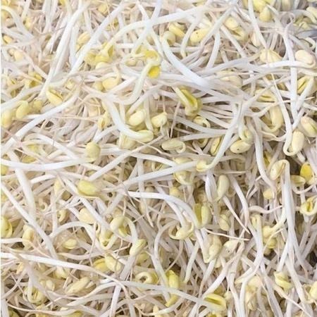 【全館999免運】大叔嚴選~黃豆芽 600克±10%-細節圖3