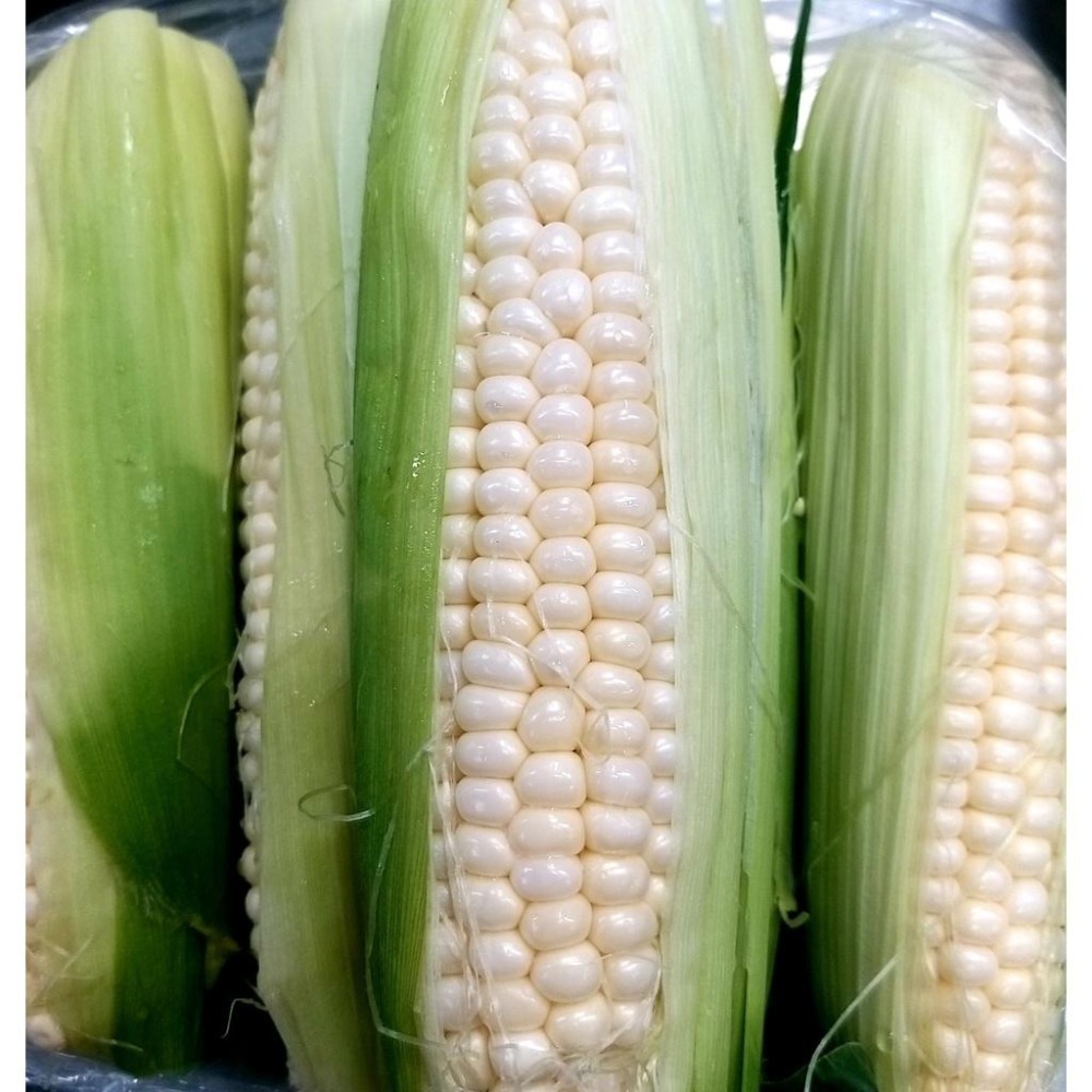 【全館999免運】大叔嚴選~水果玉米 1條約250~300克±10%-細節圖2