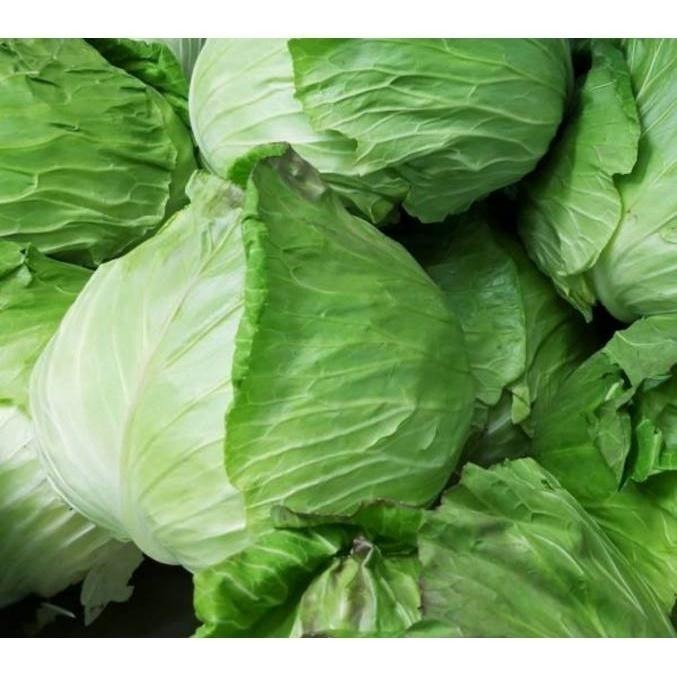 【全館999免運】大叔嚴選~高山高麗菜(特) 約1500-1800克±10%-細節圖2