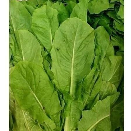 【全館999免運】大叔嚴選~A菜 約300克±10%-細節圖2