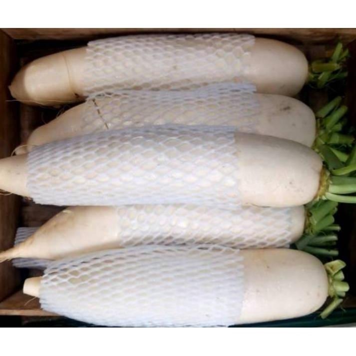 【全館999免運】大叔嚴選~台灣白蘿蔔 1條/約900克±10%-細節圖2