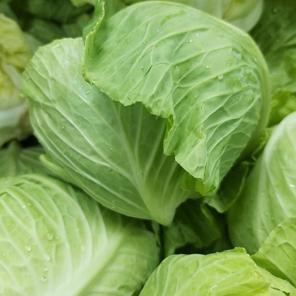 【全館999免運】大叔嚴選~高麗菜苗 約600克 ±10%-細節圖2