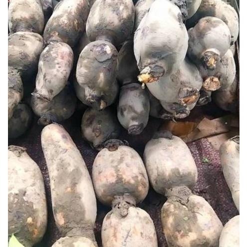 【全館999免運】大叔嚴選~蓮藕 約600克±10%-細節圖2