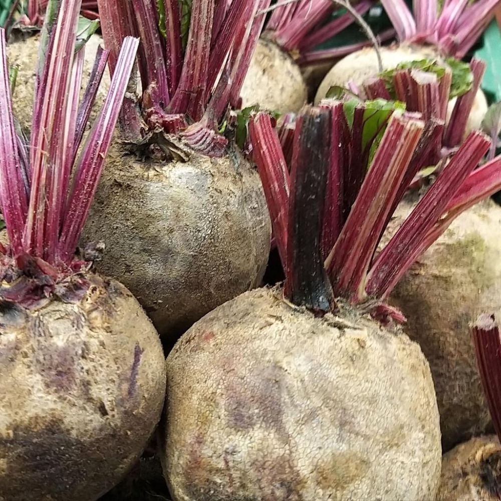 【全館999免運】大叔嚴選~甜菜根約600克±10%-細節圖2