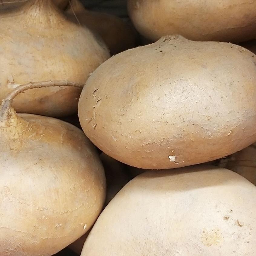 【全館999免運】大叔嚴選~豆薯-洋地瓜 約1200克±10%-細節圖2