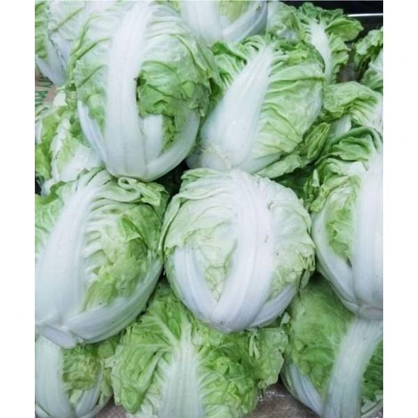 【全館999免運】大叔嚴選~包心白菜 約900克±10%-細節圖2