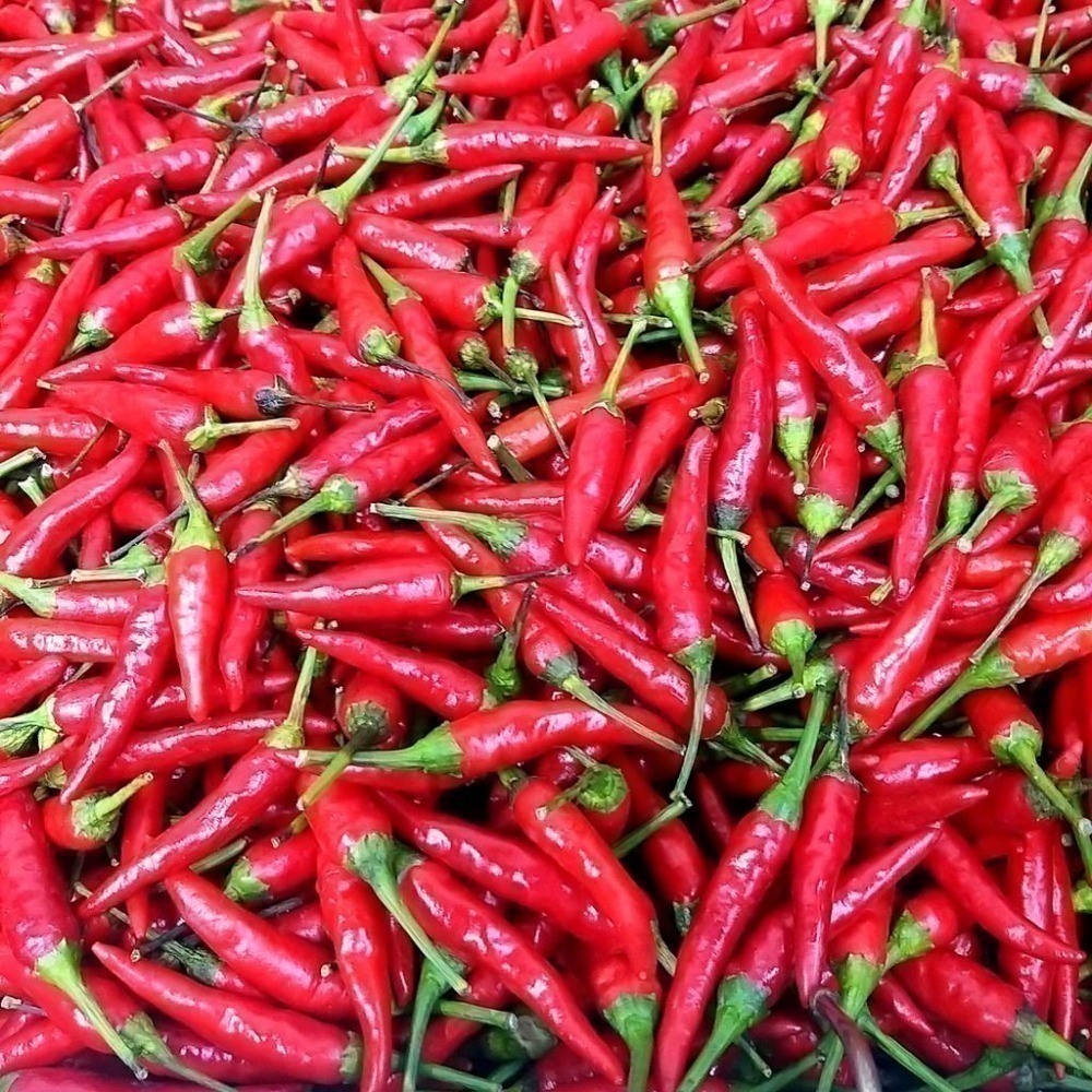 【全館999免運】大叔嚴選~朝天椒 約300克±10%-細節圖2