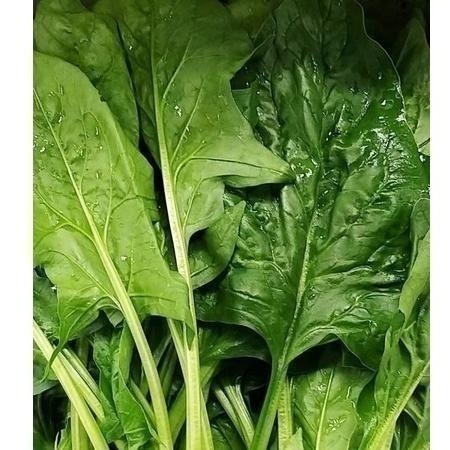 【全館999免運】大叔嚴選~菠菜 約300克±10%-細節圖2