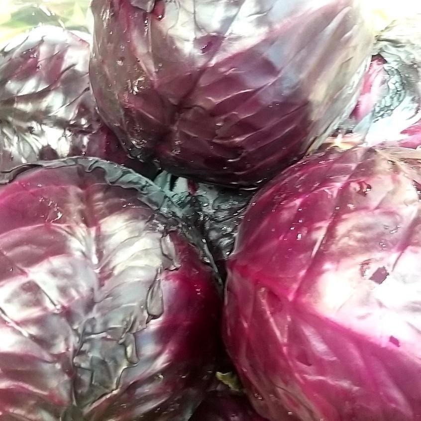 【全館999免運】大叔嚴選~紫甘藍(紫高麗菜) 約900克±10%-細節圖3