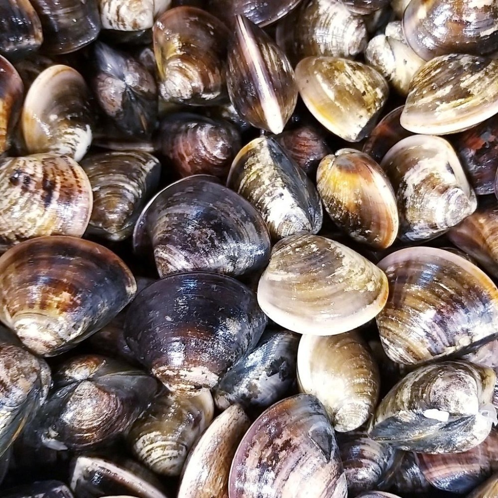 【全館999免運】大叔嚴選~蛤蜊（真空包）(約1吋/顆)600克±10%-細節圖2