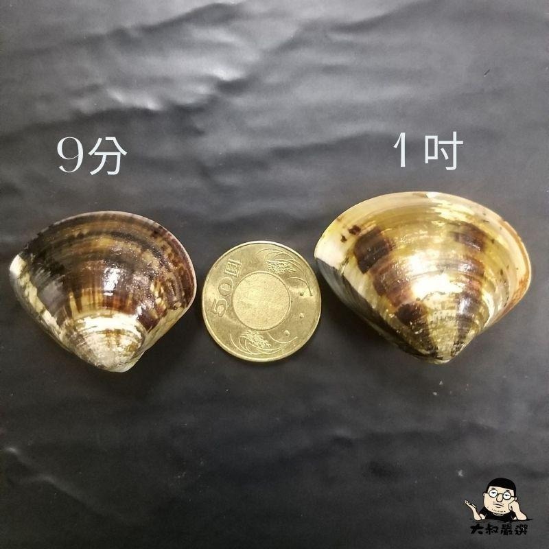 【全館999免運】大叔嚴選~蛤蜊（真空包）(約1吋/顆)600克±10%-細節圖3