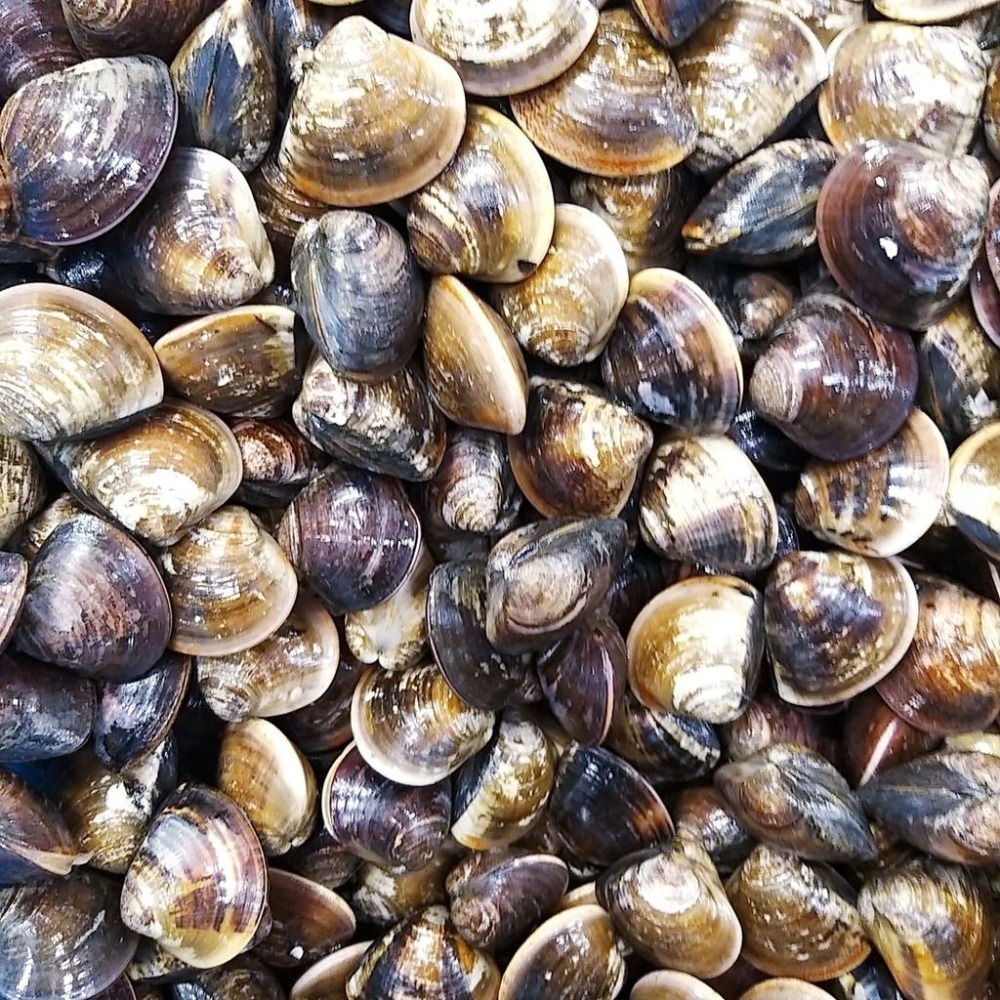 【全館999免運】大叔嚴選~蛤蜊（真空包）(約9分/顆)600克±10%-細節圖2