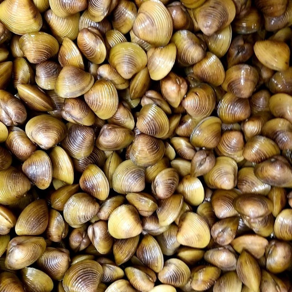 【全館999免運】大叔嚴選~黃金蜆 約600克±10%-細節圖2