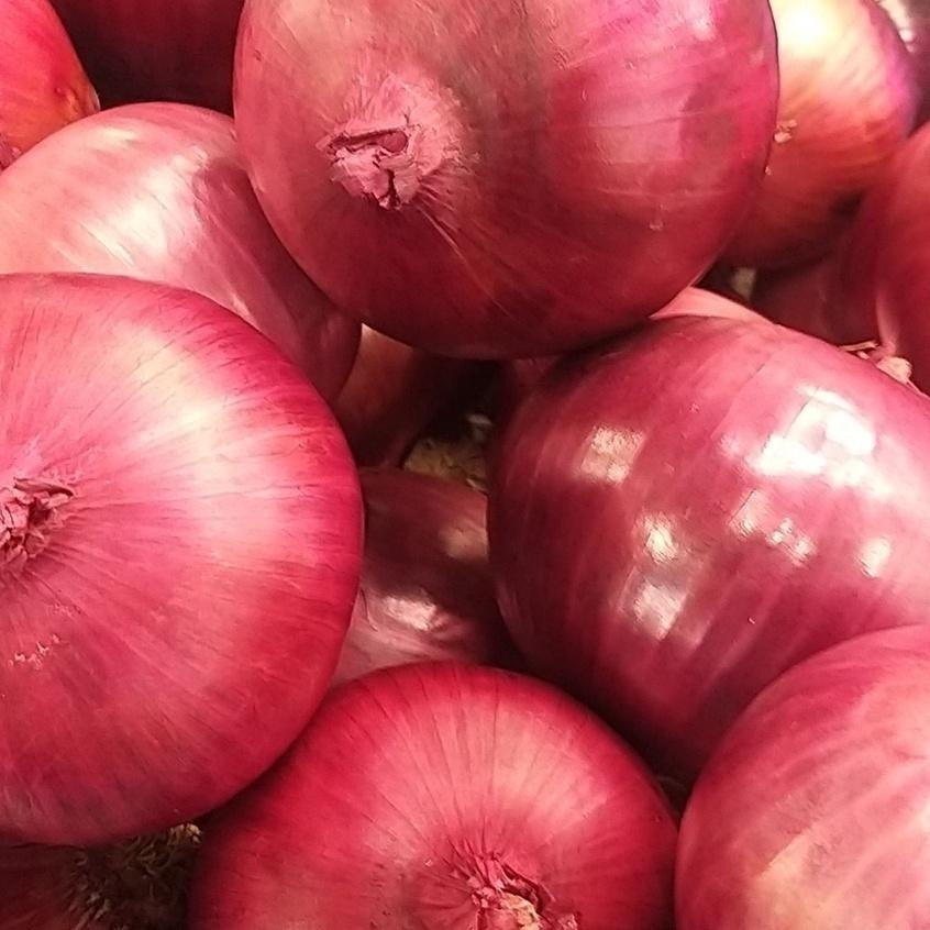 【全館999免運】大叔嚴選~華盛頓紫洋蔥 2顆/約600克±10%-細節圖2