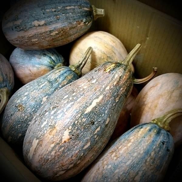 【全館999免運】大叔嚴選~南瓜 1顆/約1200克±10%-細節圖2