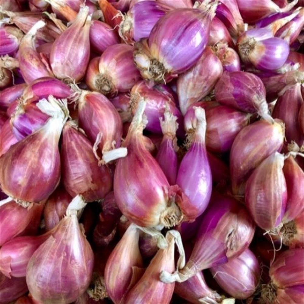 【全館999免運】大叔嚴選~紅蔥頭(切/不切) 約300克±10%-規格圖3