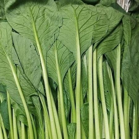 【全館999免運】大叔嚴選~油菜 約300克±10%-細節圖2