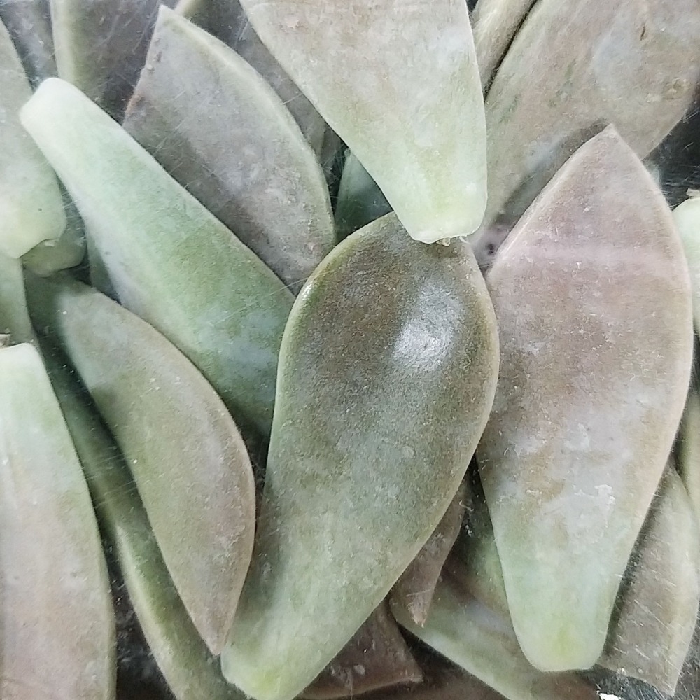 【全館999免運】大叔嚴選~石蓮花 約300克±10%-細節圖2