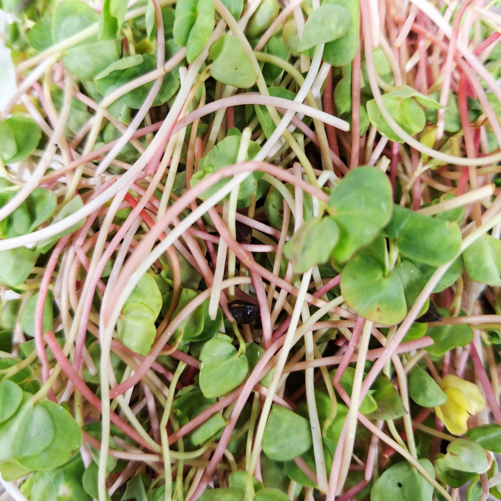 【全館999免運】大叔嚴選~蕎麥苗 約65克±10%-細節圖2