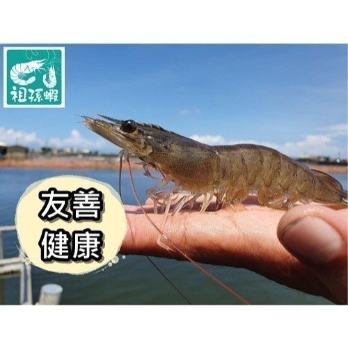 【祖孫蝦】友善環境咖啡酵素白蝦-特大尾-細節圖4