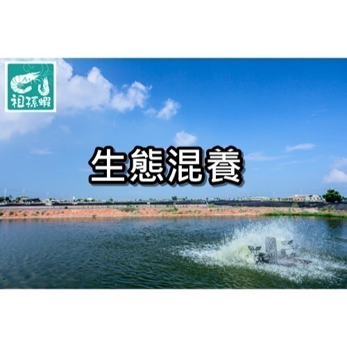 【祖孫蝦】友善環境咖啡酵素白蝦-特大尾-細節圖5