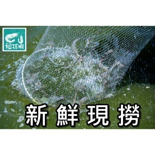 【祖孫蝦】友善環境咖啡酵素白蝦-太祖級-細節圖3