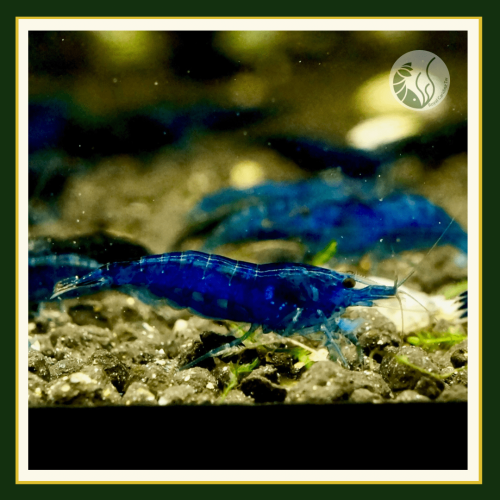皇家水族・夢幻藍 藍米蝦 米蝦 觀賞蝦 活餌