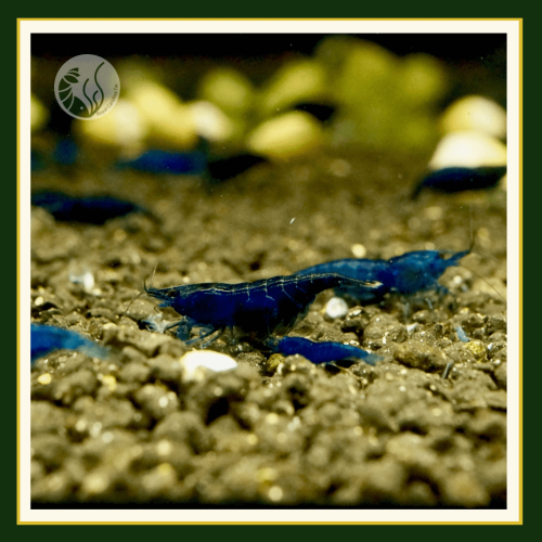 皇家水族・藍鑽 藍米蝦 米蝦 觀賞蝦 活餌